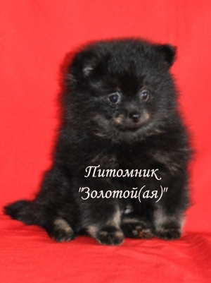 Шпиц миниатюрный немецкий (померанский) щенок