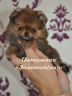 Шпиц миниатюрный немецкий